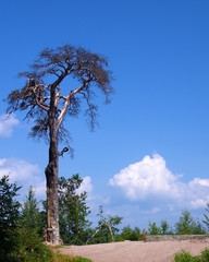 Pine tree after forest fire