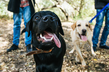 Obraz premium Golden and Labrador Retriever playing in the leaves
