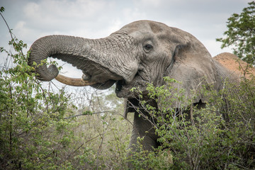Obraz premium Eating Elephant in the Kruger National Park, South Africa.
