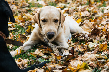 Young labrador is playing in the leaves in autumn