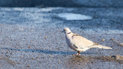 dove in nature in winter