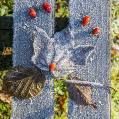 Eiseskälte Eiskristalle glitzern auf Blättern und Hagebutten quadratisch