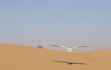 Barn owl on a glove in a desert near Dubai
