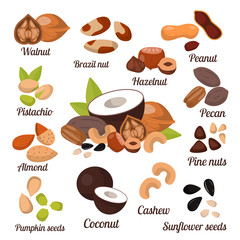 Different nuts vector collection