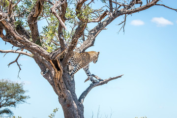 Fototapeta na wymiar Leopard on the lookout in the Kruger National Park, South Africa