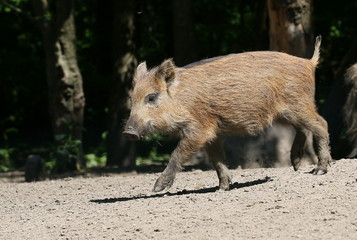 Boisterous European Wild Boar piglet  (Sus scrofa)