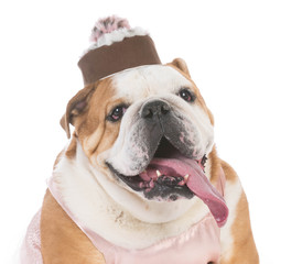 Fototapeta premium senior female dog