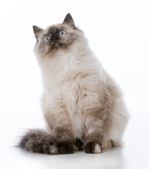 young ragdoll cat