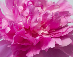 paeonia flowers