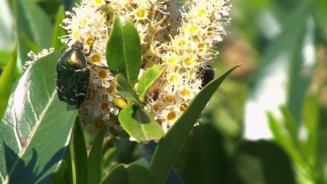 Ein gr&uuml;ner K&auml;fer saugt an den Bl&uuml;ten eines Kirschlorbeers (Nahaufnahme)