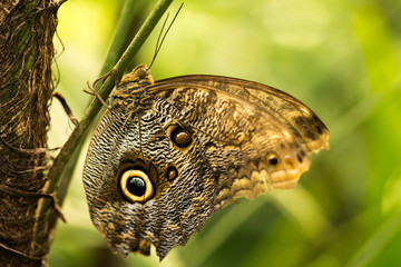 Obraz premium owl butterfly