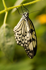 a tree nymph butterfly hanging upside down from a flower stalk and resting