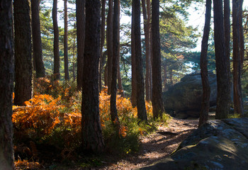 Obraz premium Wunderpfad