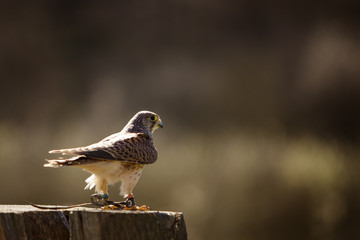 bird of prey in captivity