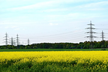 rapeseed-field