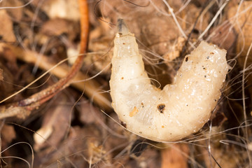White grubs in nature. macro