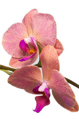 Fototapeta na wymiar pink orhid,phalenopsis flowers