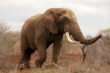 Fototapeta na wymiar The African bush elephant (Loxodonta africana), very big bull