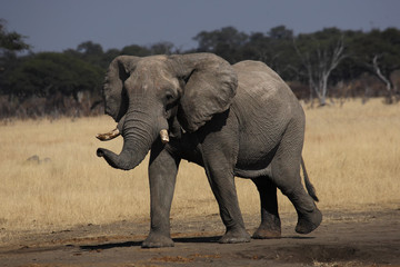 Fototapeta na wymiar The African bush elephant (Loxodonta africana), big bull