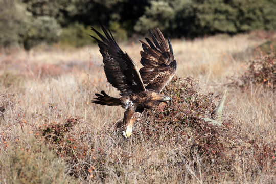 The golden eagle (Aquila chrysaetos),flying