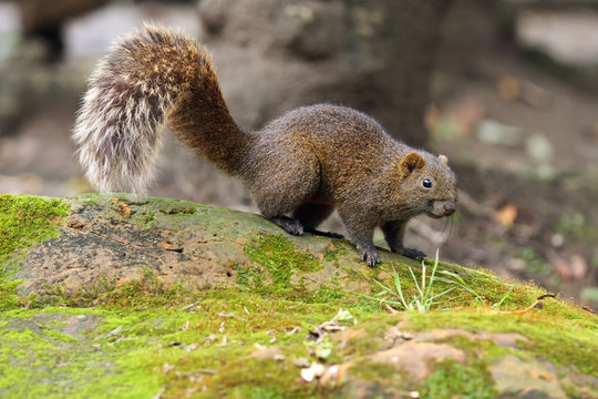 Pallas's squirrel (Callosciurus erythraeus), also known as the red-bellied tree squirrel sitting on a mossy stone