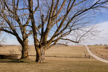 Two Trees Alongside a Rural Gravel Road