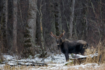 Naklejka na ściany i meble Young moose bull in the wilderness of Alaska