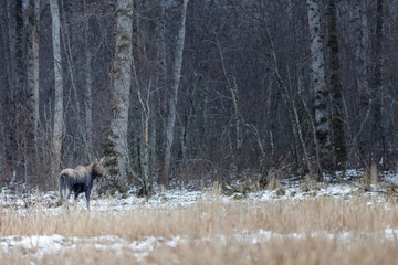 Young moose cow in the wilderness of Alaska