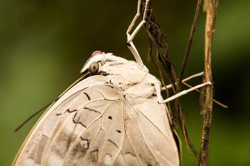 white butterfly resting
