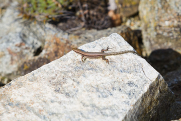 Little lizard on rock