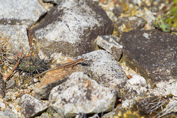 Little lizard on rock