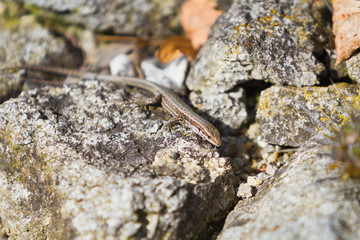 Little lizard on rock