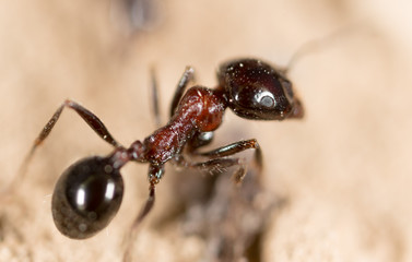 ant in nature. macro