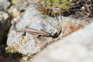 Little lizard on rock