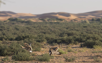 Houbara bustard (chlamydotis undulata) in a desert near dubai
