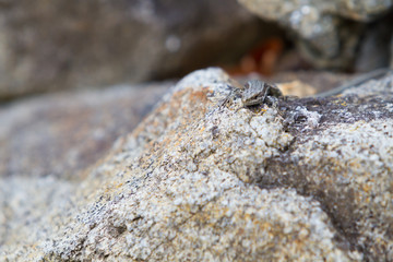 Little lizard on rock