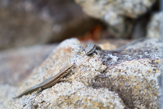 Two little lizards on rock