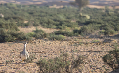 Houbara bustard (chlamydotis undulata) in a desert near dubai