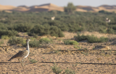Houbara bustard (chlamydotis undulata) in a desert near dubai
