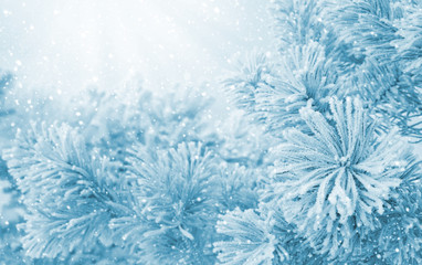 Winter bright landscape. Winter Christmas background with bright flowers pine in hoarfrost.