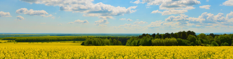 Obraz premium Field of rape in spring countryside