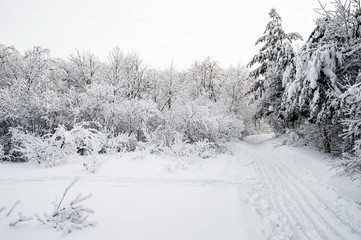 Ski track in snowy forest