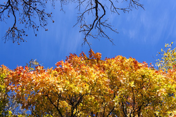 Höstlöv mot en klarblå himmel