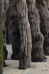 Wooden tall trees in the ocean