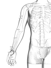 Lung Meridian (LU), 3D Illustration