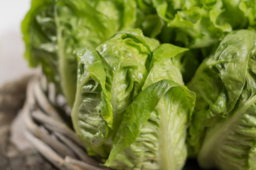 Variety of green and red, roma fresh lettuce salad leaves - healthy food
