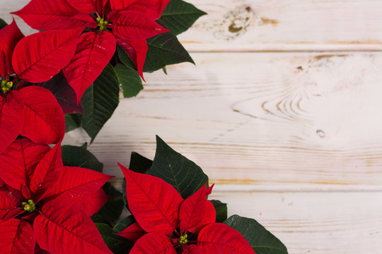 Red star Christmas flower poinsettia on rustic wooden background