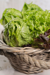 Variety of green and red, roma fresh lettuce salad leaves - healthy food