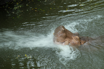 Happy hippopotamus