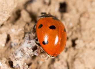 ladybug on the ground in nature